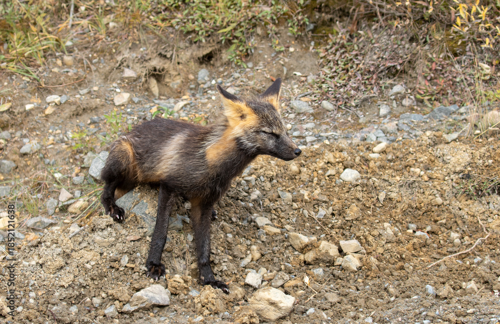 Fototapeta premium Cross Fox in Denali National Park Alaska in Autumn
