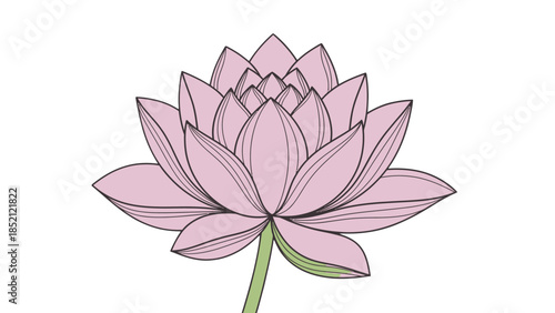Simple Pink Lotus Flower Illustration with Green Stem on Isolated White Background