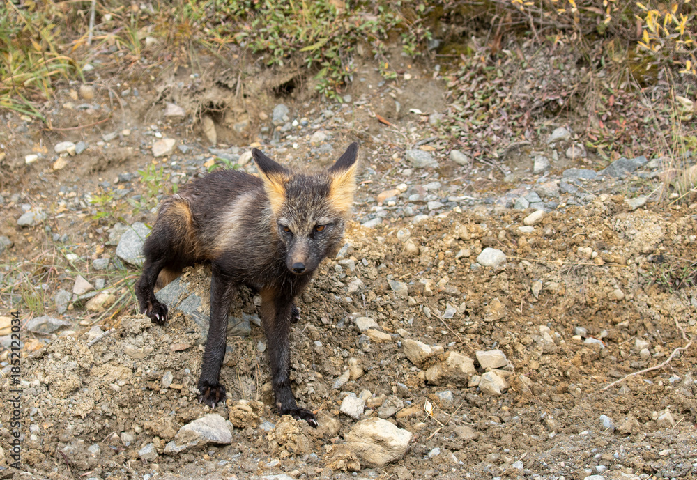 Fototapeta premium Cross Fox in Denali National Park Alaska in Autumn