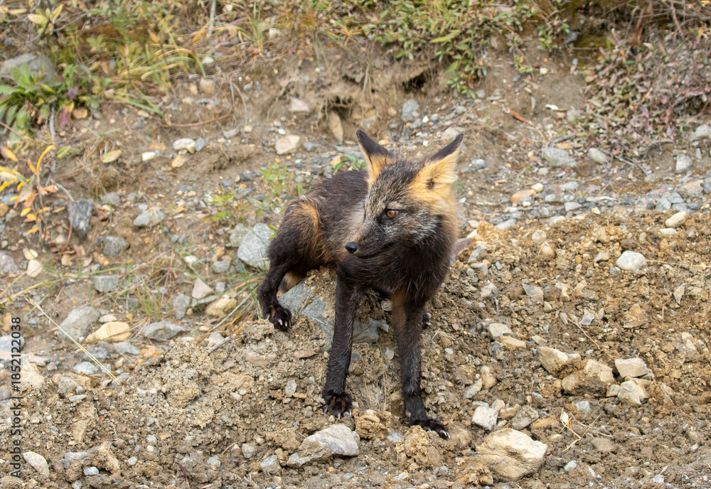 Fototapeta premium Cross Fox in Denali National Park Alaska in Autumn