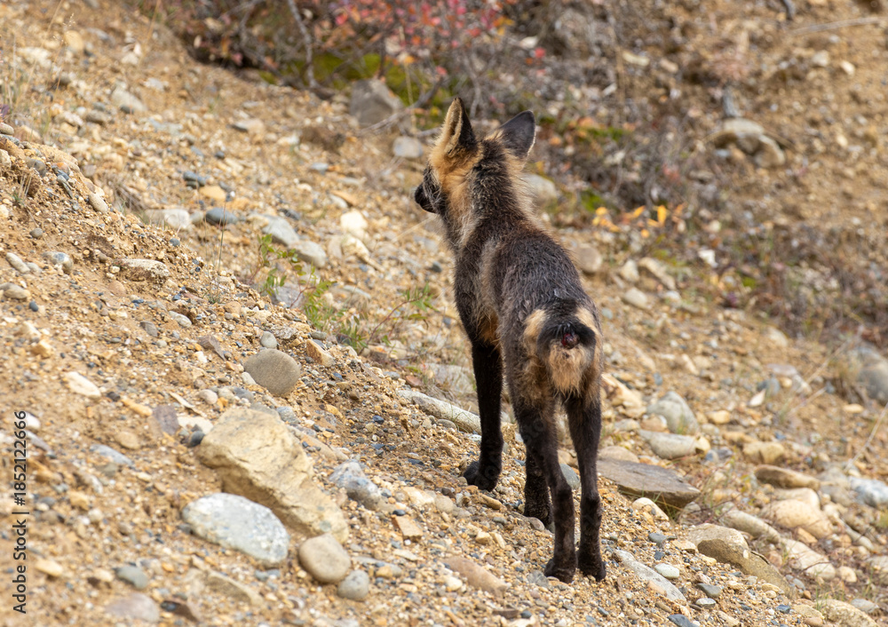 Fototapeta premium Cross Fox in Denali National Park Alaska in Autumn