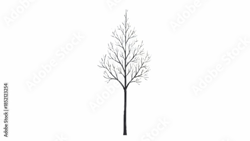 Elegant and simple illustration of a tall, slender leafless tree during the winter season, isolated on a plain white background.