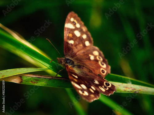 A beautiful butterfly finds refuge in the meadow, its mottled wings providing perfect camouflage.