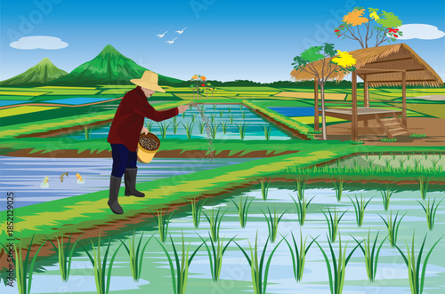 The farmer is spreading fertilizer in the rice field. vector design