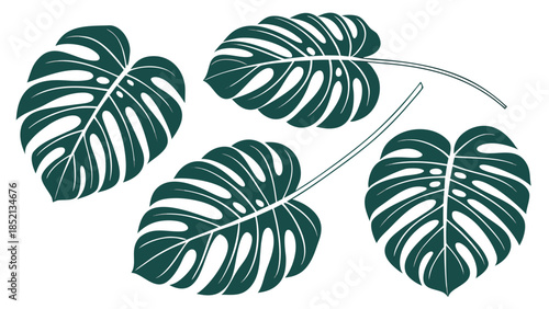 Tropical Monstera Leaves Illustration for Natural and Organic Designs