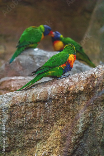 Bunte Regenbogenloris auf Felsen