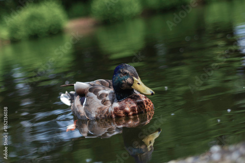 Stockerpel auf Teich in Wersten
