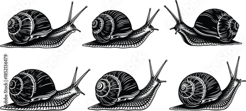 Six detailed black and white illustrations of garden snails in profile Keywords: snail, garden snail, mollusk, gastropod, shell