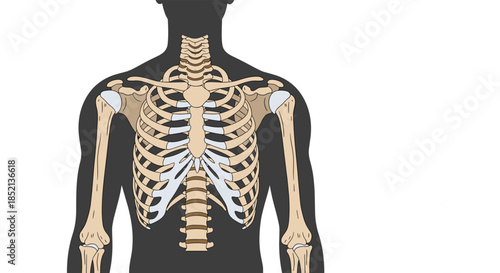 Anatomical illustration showing the upper part of the human skeleton, including the rib cage, sternum, clavicle, and thoracic vertebrae.