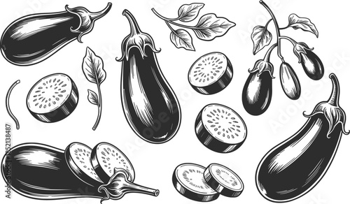 Eggplant Botanical Illustration Set Line Art Vector.