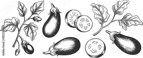 Eggplant Botanical Illustration Set Line Art Vector.