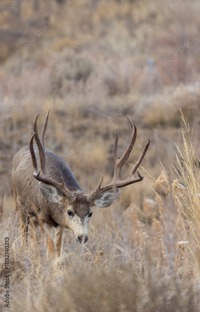 Obraz premium Mule Deer Buck During the Rut in Autumn in Colorado