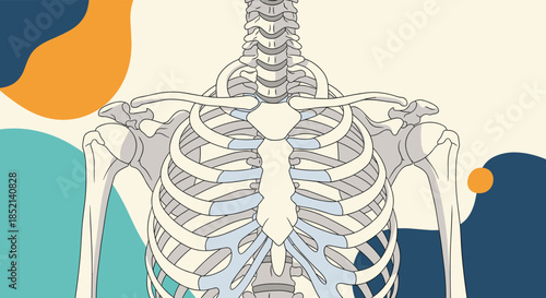 An anatomical illustration of the human rib cage, sternum, and thoracic spine, showcasing the skeletal structure of the chest.