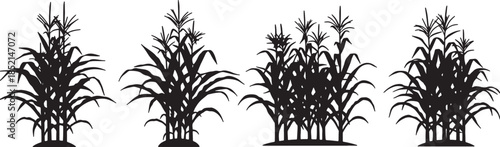 Collection of black silhouettes showcasing various groupings of corn stalks with detailed leaves and tassels also transparent background