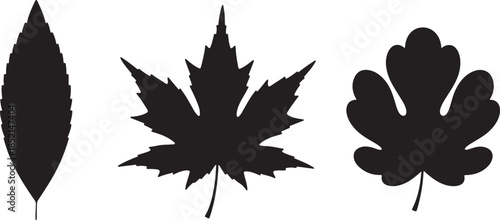 Three distinct leaf silhouettes showcasing varied shapes and textures, a long pointed leaf, a maple leaf, and a lobed leaf also transparent background