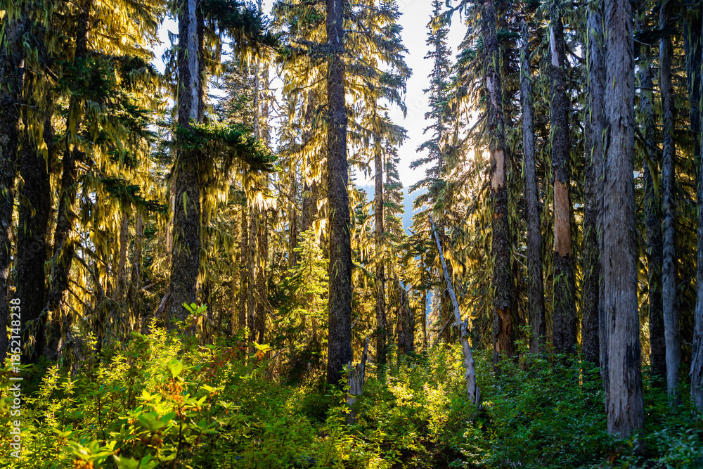 Fototapeta premium Beautiful Virgin Green Moss Forest at Sunrise