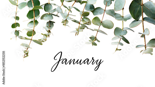 January  green leaves on white background