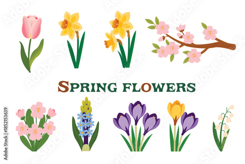 Set of spring flower illustrations tulips, daffodils, crocuses, hyacinths, cherry blossoms, and lilies of the valley.eps
