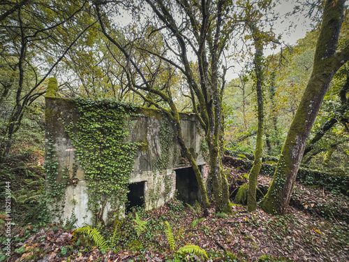 Abandoned Stone Ruins Covered with Ivy in a Forest