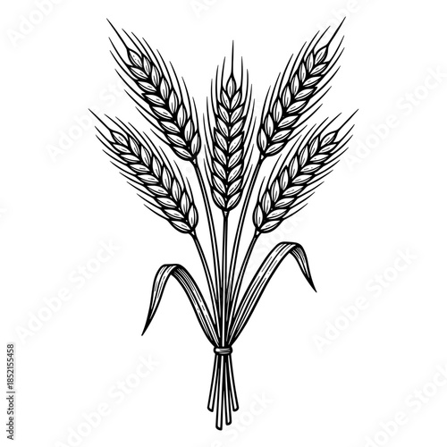 Wheat sheaf in line art style in black and white