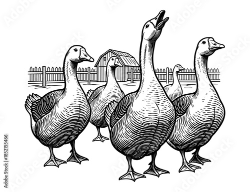 Geese flock against farm background