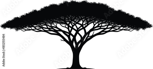 Acacia tree silhouette illustration, wide canopy savanna tree, detailed branches and foliage, black nature symbol isolated on white background
