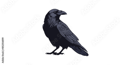 A detailed and realistic vector illustration of a black raven or crow standing and looking to the side on a white background.