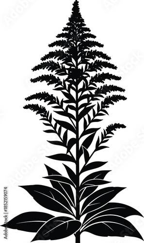 Botanical plant silhouette illustration, tall flowering herb with leaves, black floral design, nature icon isolated on white background, vector minimal