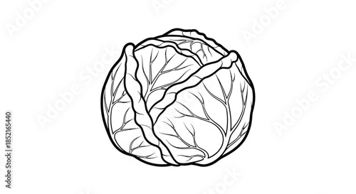 A detailed drawing of a fresh cabbage with visible leafy layers and intricate vein patterns.