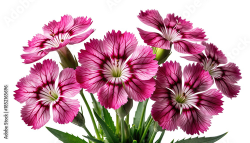 A cluster of pink and magenta flowers with dark centers and green leaves is presented against a plain  on white  background PNG