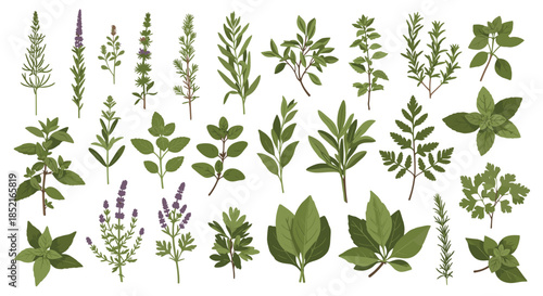 A diverse collection of fresh green herbs and botanical illustrations for culinary and decorative use.