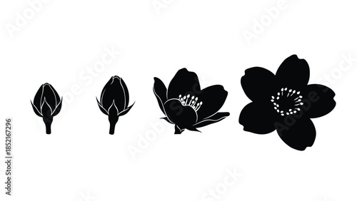 Stages of blossoming a visual depiction of a flower s life cycle