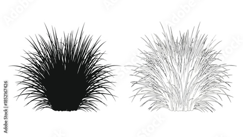 Black and white illustration of two clumps of spiky ornamental grass