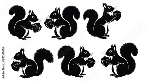 Six black silhouette squirrels holding acorns on white background vector