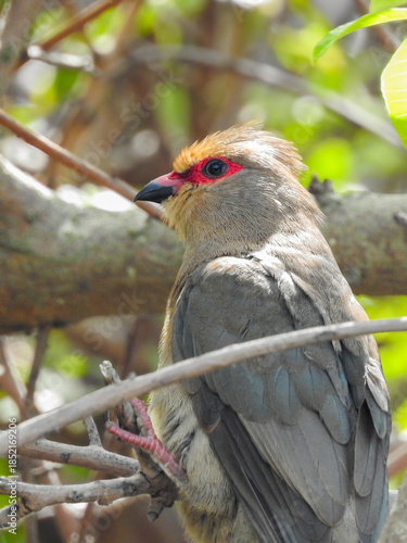 Close-up of Red-faced Mousebird