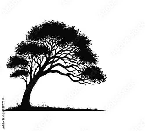 Silhouette of a spreading tree with dense foliage against a bright white background