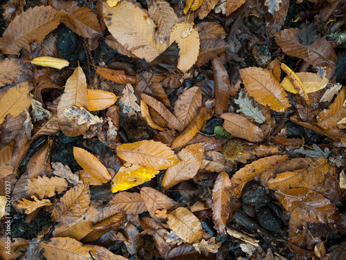 Autumn Leaves Covering the Forest Floor
