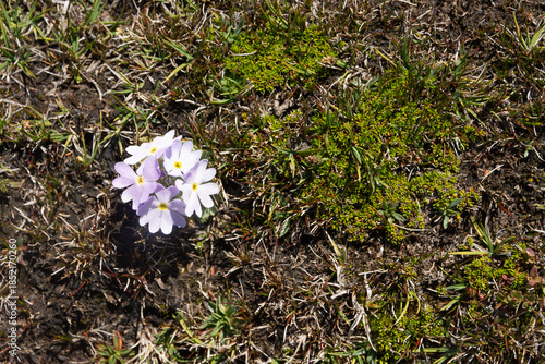 Flores silvestres de montaña (Primula magellanica) creciendo en la estepa patagónica
