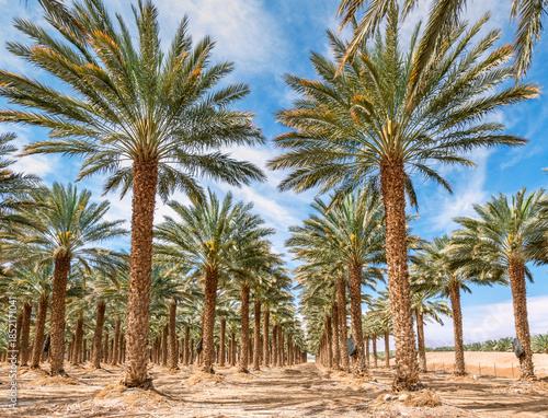 Plantations of date palms. Iconic ancient plant and healthy food crop. Currently it is sustainable agriculture industry in desert and arid areas of the Middle East. 
No AI tools were used
