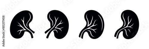 Kidney anatomy vector illustration, flat vector, medical health icons