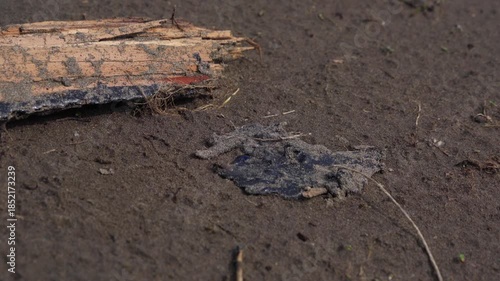 Wallpaper Mural Tar pollution on beach  Torontodigital.ca