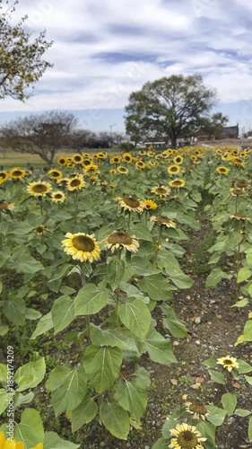 Vibrant sunflowers blooming in a vast field on a sunny day. Large yellow flower heads with green leaves stand tall in a public park