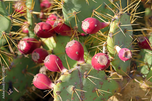 Bild auf Leinwand Red, ripe opuntia fruit. Cactus fruit.