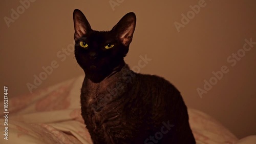 Adorable black Cornish Rex cat with yellow eyes sitting on a comfy bed. The tired feline is looking around and then yawning widely