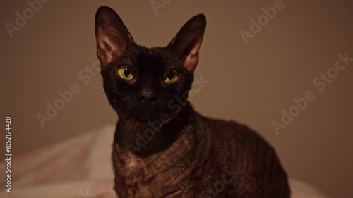Beautiful dark brown Devon Rex cat with large ears and mesmerizing yellow eyes looking around attentively in a cozy, dimly lit room