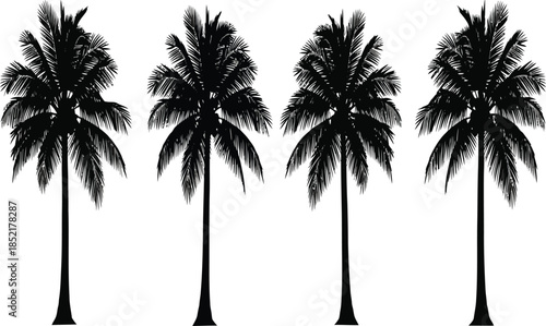 Four majestic palm trees stand tall against a white backdrop presenting a striking silhouette high quality