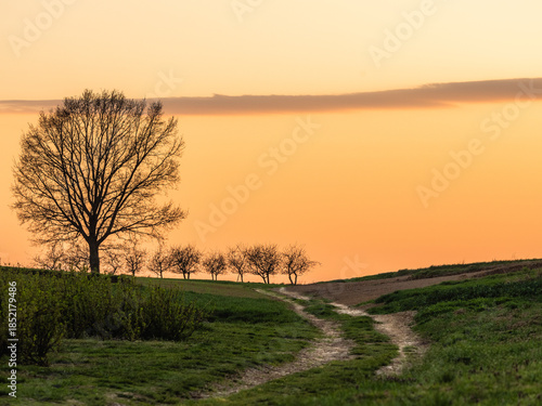 Country road through the fields after sunset and trees on the horizon