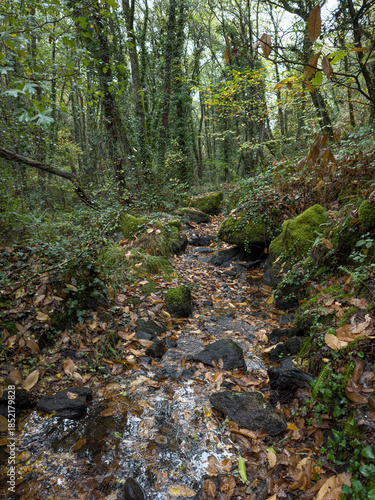 Small stream flowing through a lush forest surrounded by moss-covered rocks, trees, and fallen autumn leaves. Small Forest Stream Flowing Through Autumn Woodland