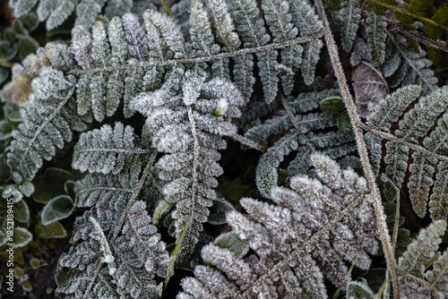 Frost-covered fern leaves in winter forest