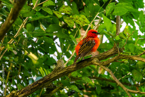 Vibrant Red Bird Resting on Branch